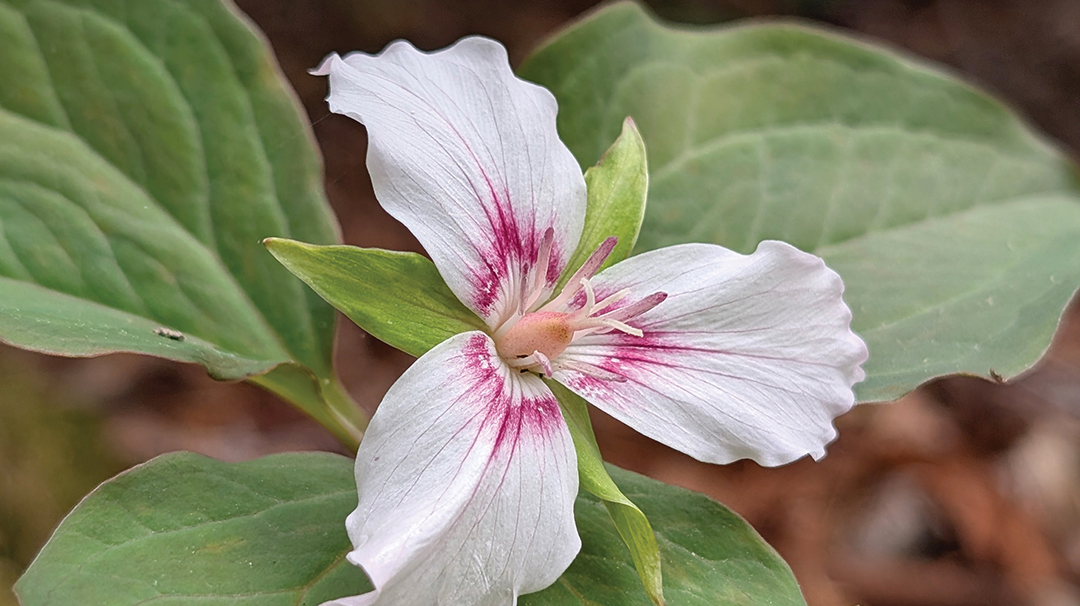 highlands-cashiers-land-trust-white-flower