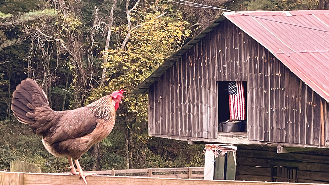 highlands-cashiers-lehmanns-barn-rooster
