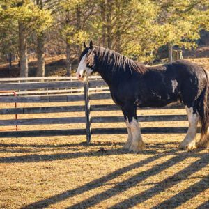 highlands-nc-carpe-diem-farms-horse