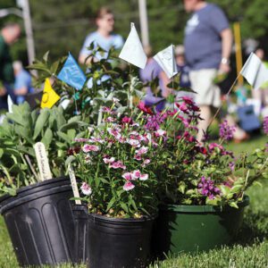 highlands-nc-mountain-garden-club-plant-sale-plants