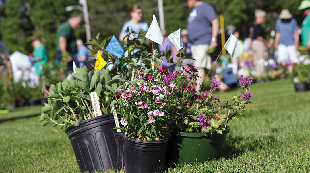highlands-nc-mountain-garden-club-plant-sale-plants