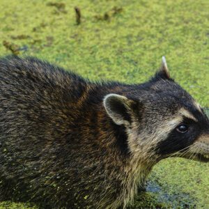 raccoon-stock.jpg