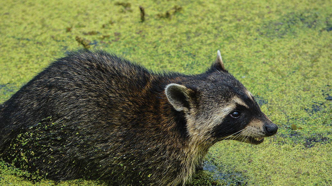 raccoon-stock.jpg