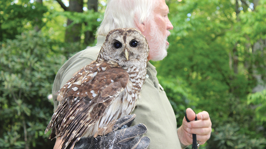 Carlton-Burke-Carolina-Mountain-barred-owl