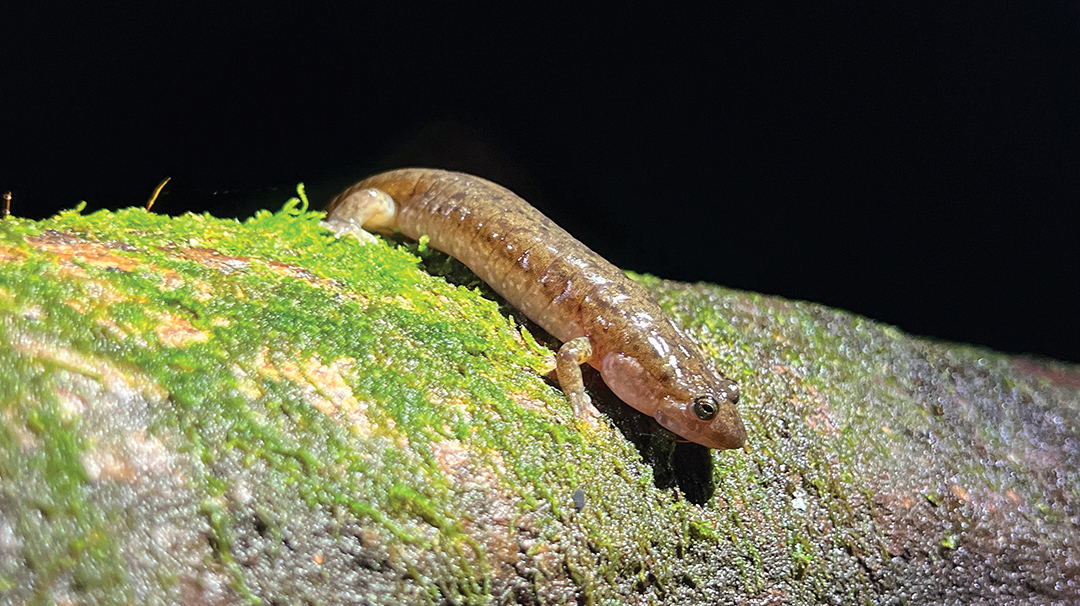 highlands-nature-centeer-Seal-salamander-Meander