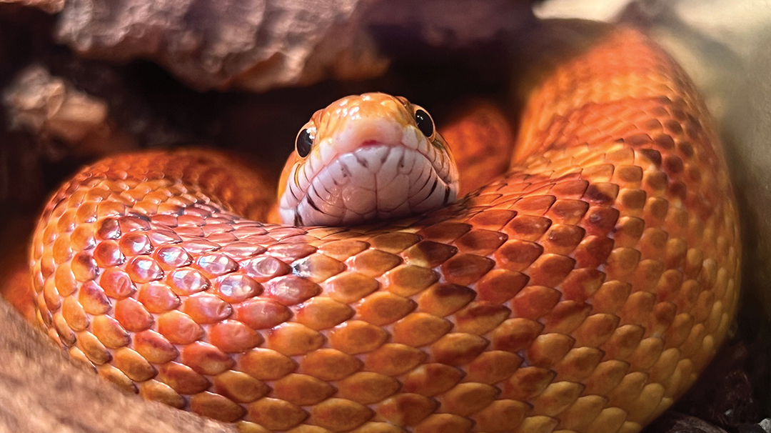 highlands-nature-center-snake-feedigns