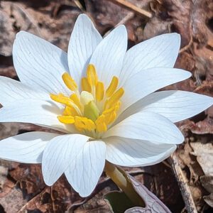 highlands-nc-Bloodroot