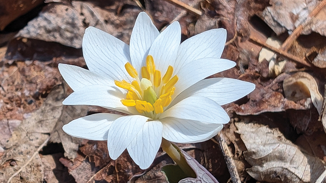 highlands-nc-Bloodroot