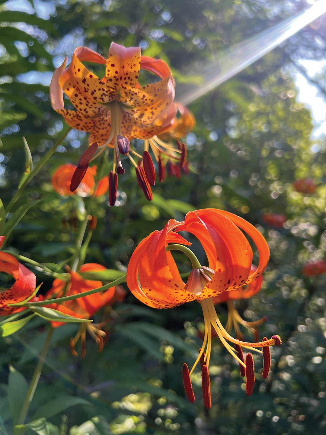 highlands-nc-biological-station-garden-tours