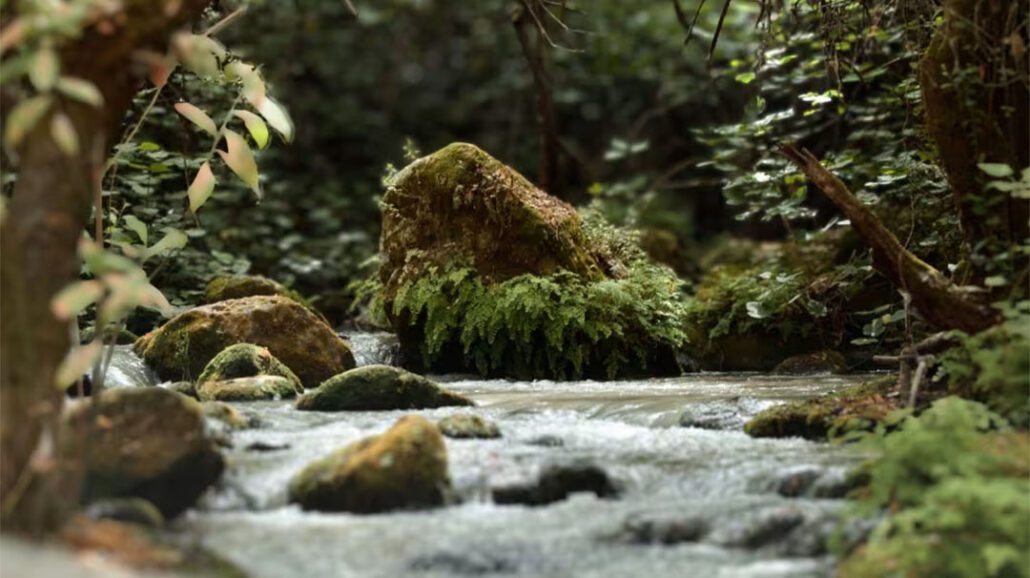 highlands-nc-biological-station-mindful-birding-workshop