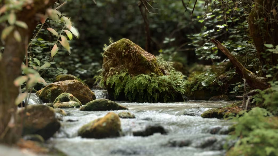 highlands-nc-biological-station-mindful-birding-workshop