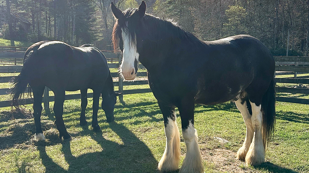 highlands-nc-carpe-diem-horses