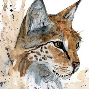 highlands-nc-may-cover-artist-trish-foor-bobcat