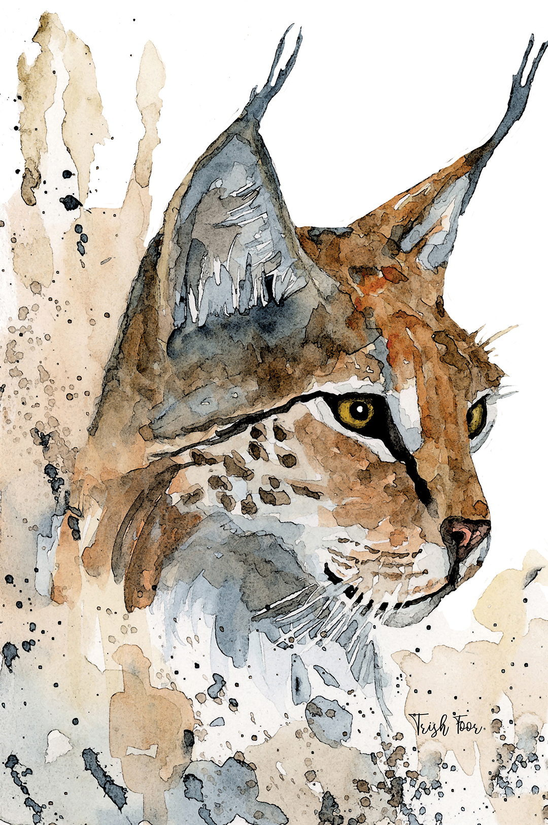 highlands-nc-may-cover-artist-trish-foor-bobcat