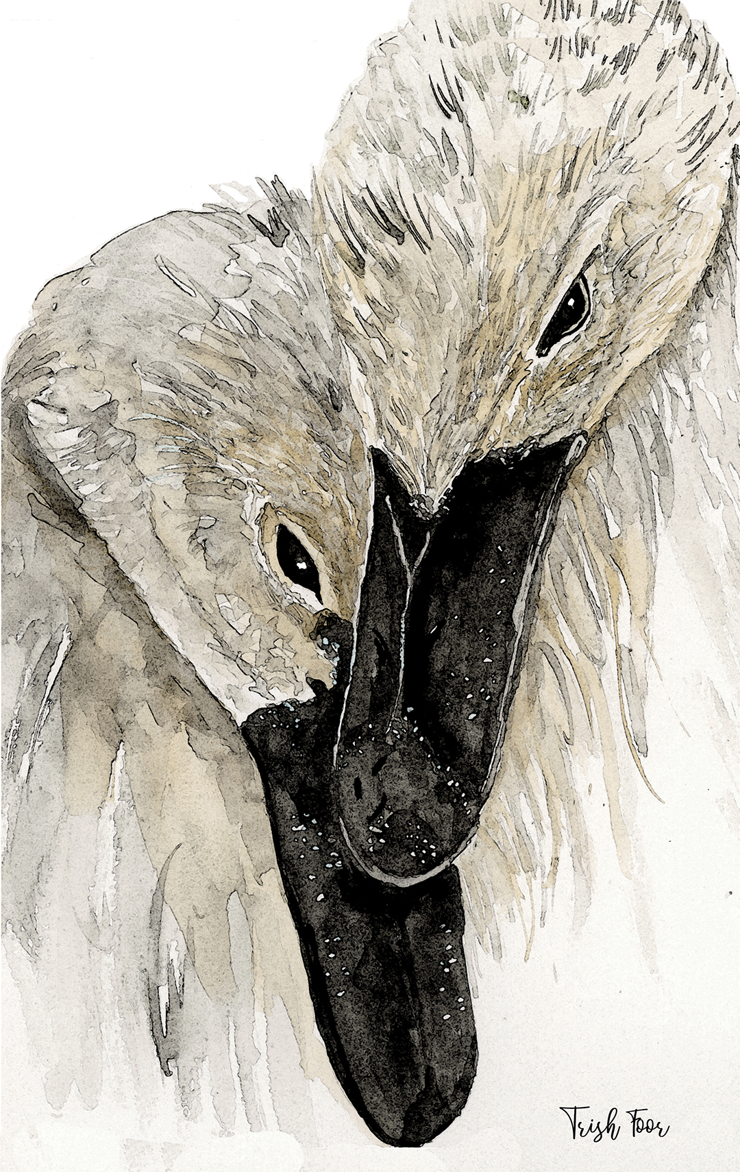 highlands-nc-may-cover-artist-trish-foor-swans