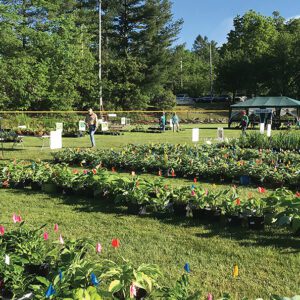 highlands-nc-plant-sale