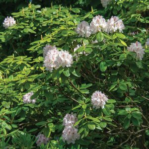 shrub-mountain-laurel.jpg