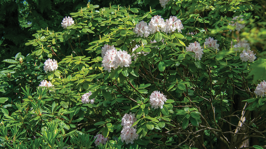 shrub-mountain-laurel.jpg