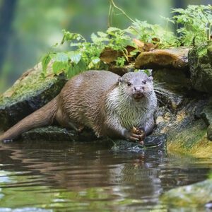 wildlife-highlands-nc-river-otter.jpg