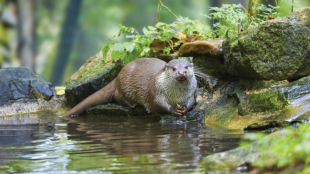 wildlife-highlands-nc-river-otter.jpg