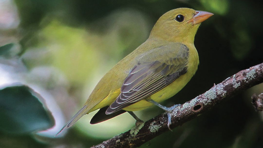 Piranga_olivacea_Piranga_alinegra_Scarlet_Tanager_(15359865237)