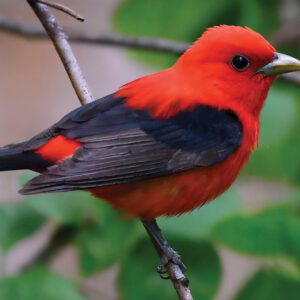 Scarlet_tanager_patapsco_sp_henryton_5.31.25_DSC_2899-topaz-rawdenoise
