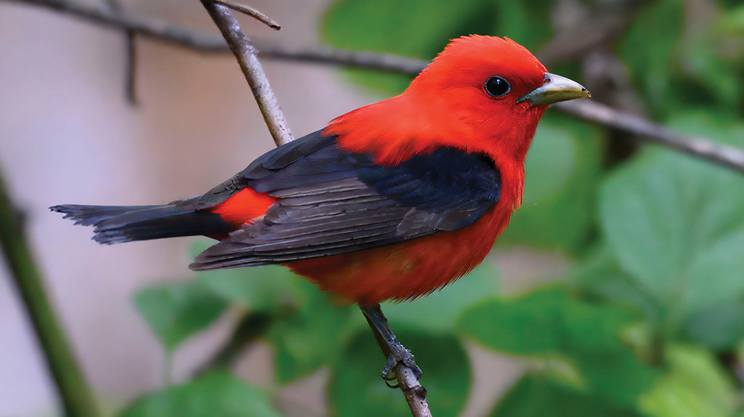 Scarlet_tanager_patapsco_sp_henryton_5.31.25_DSC_2899-topaz-rawdenoise