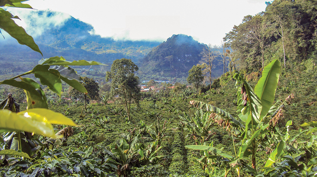 alex-osteen-highlands-coffee-BEANS-view