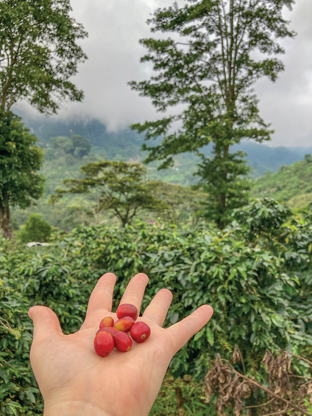 alex-osteen-highlands-coffee-BEANS