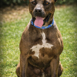 cashiers-highlands-humane-society-johnny