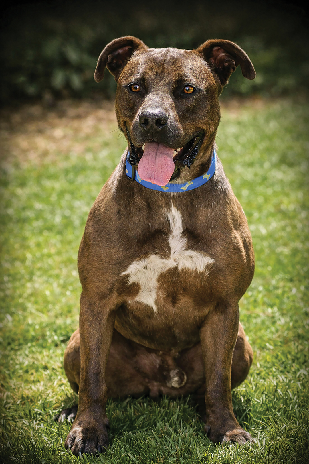 cashiers-highlands-humane-society-johnny