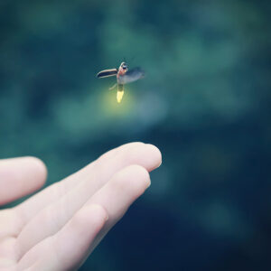 cashiers-nc-Village-Nature-Series-stock-firefly.jpg