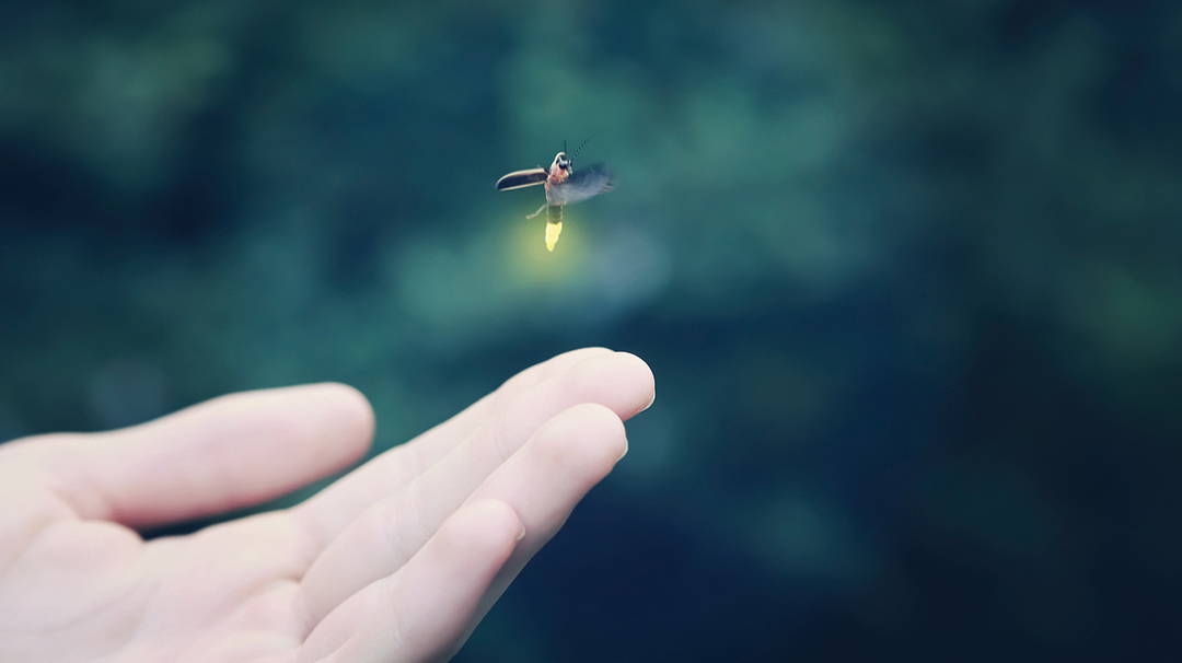 cashiers-nc-Village-Nature-Series-stock-firefly.jpg