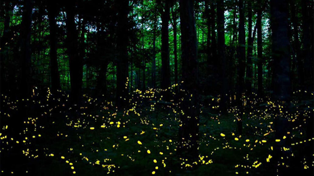 cashiers-nc-village-green-nature-series-illuminating-world-fireflies