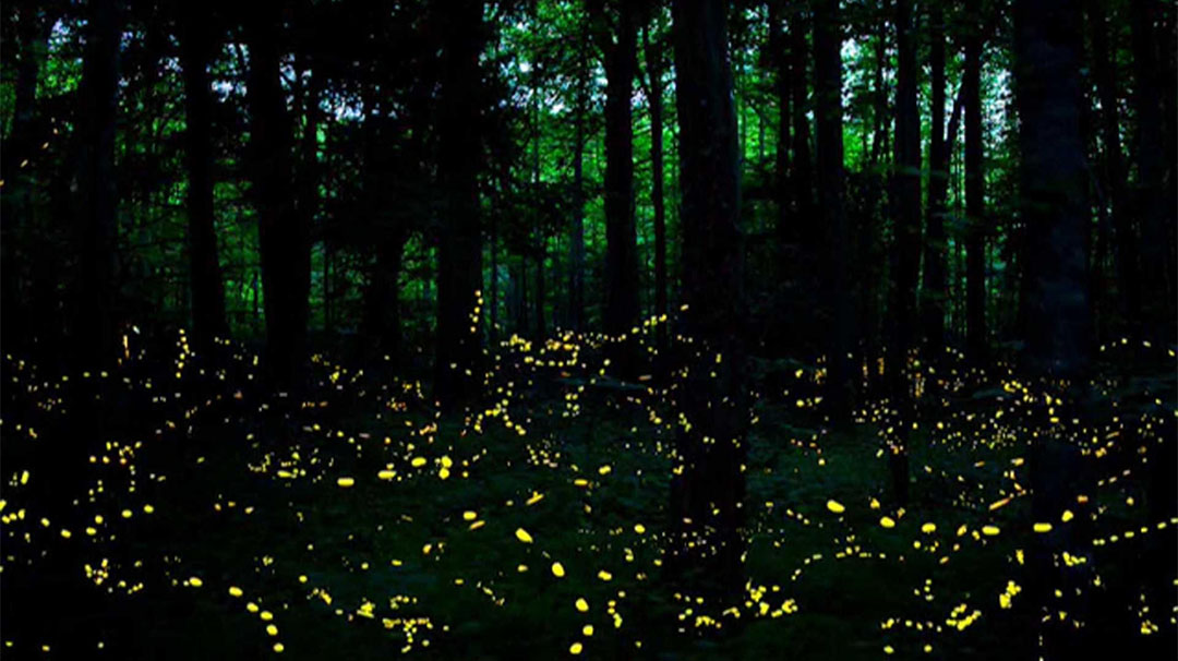 cashiers-nc-village-green-nature-series-illuminating-world-fireflies