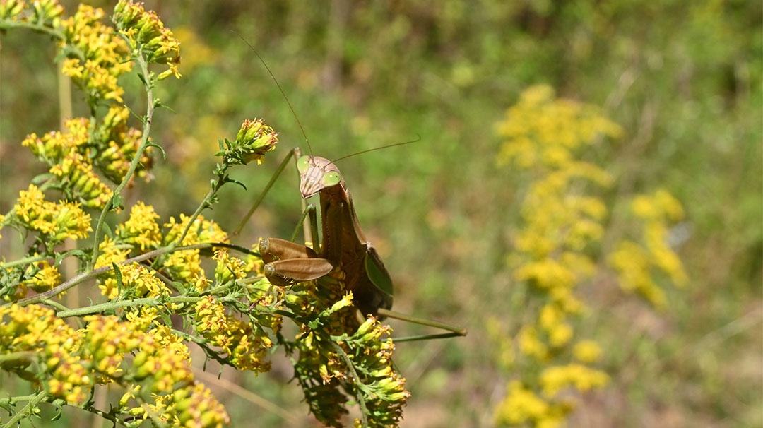 cashiers-nc-village-green-youth-nature-series-bugs-in-our-backyard