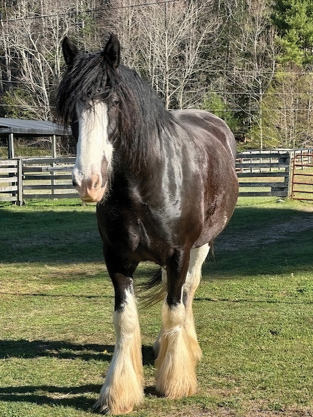 highlands-nc-carpe-diem-farms-horse