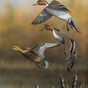 highlands-nc-summer-house-Broderick-crawford-Graceful-Descent