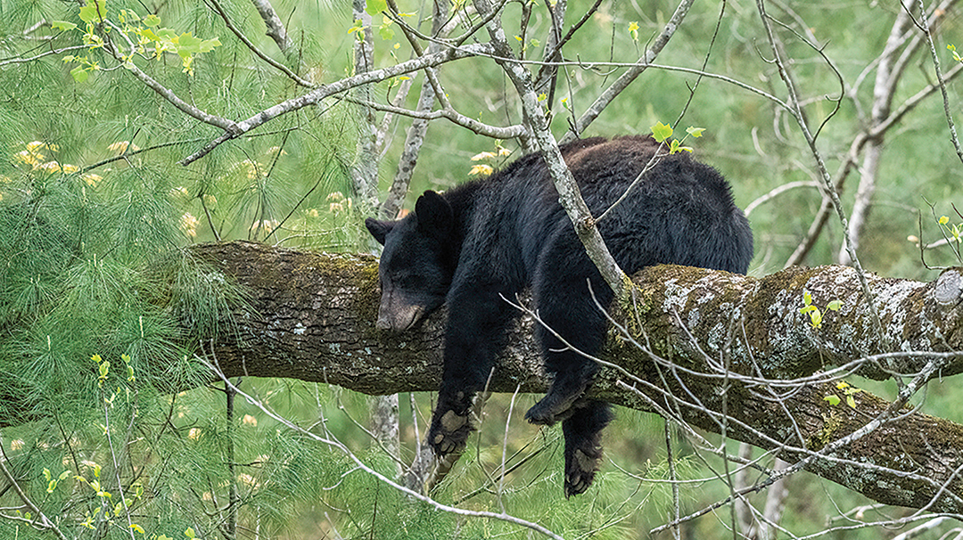 highlands-nc-summer-house-bear-sleeping-tree