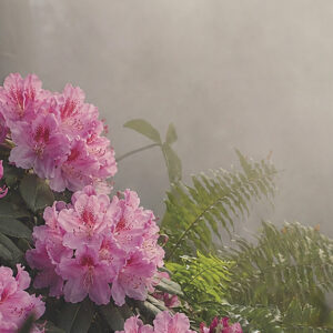 stock-rhodo-.jpg