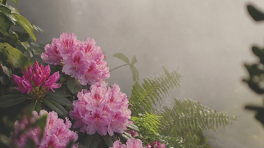 stock-rhodo-.jpg