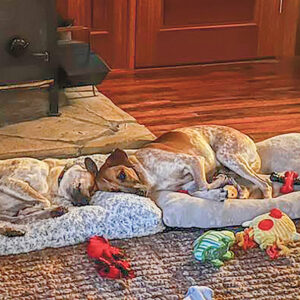 cashiers-highlands-humane-society-dogs