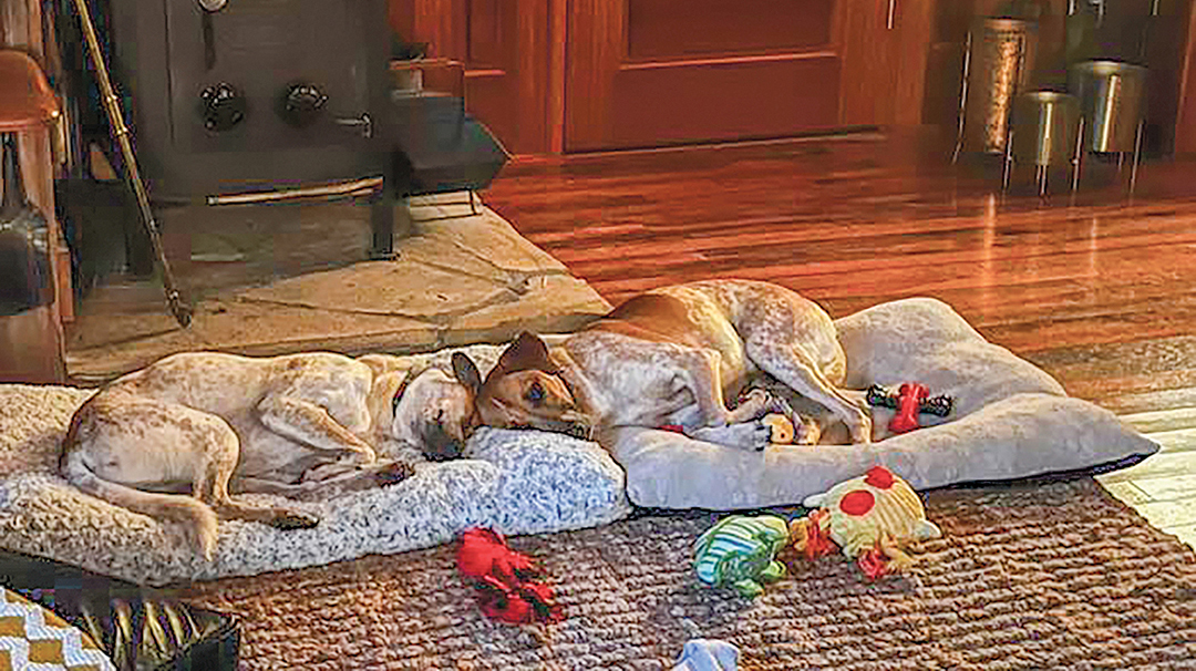 cashiers-highlands-humane-society-dogs