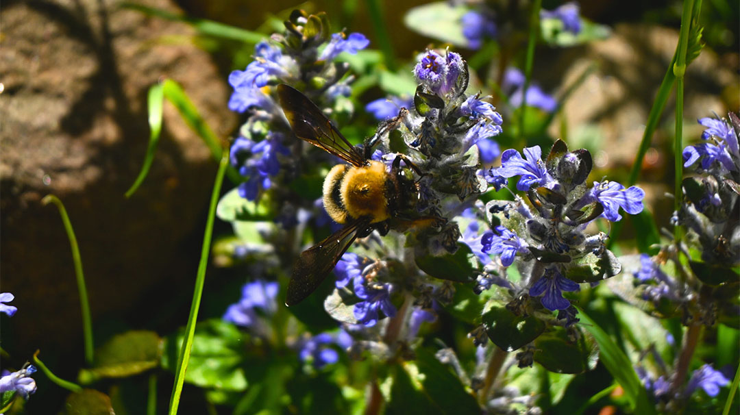 cashiers-nc-the-village-green-youth-nature-series-building-wild-bee-hotel