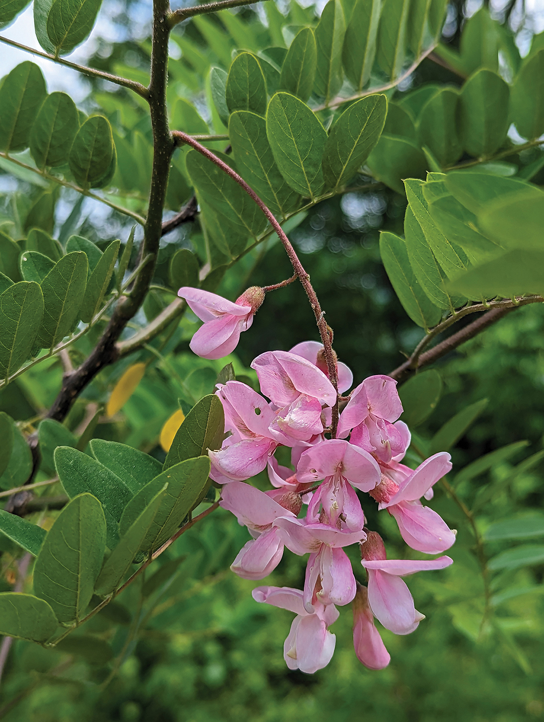 highlands-cashiers-land-trust-flower