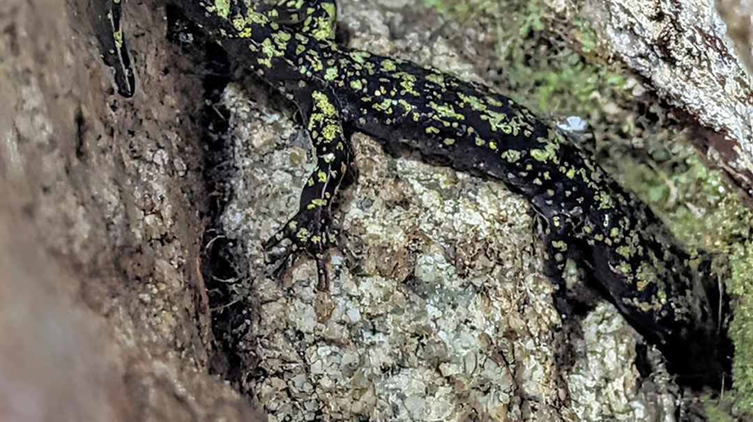 highlands-cashiers-land-trust-salamander