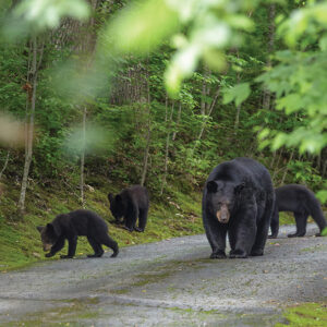 highlands-nc-bear-family-susan-renfro