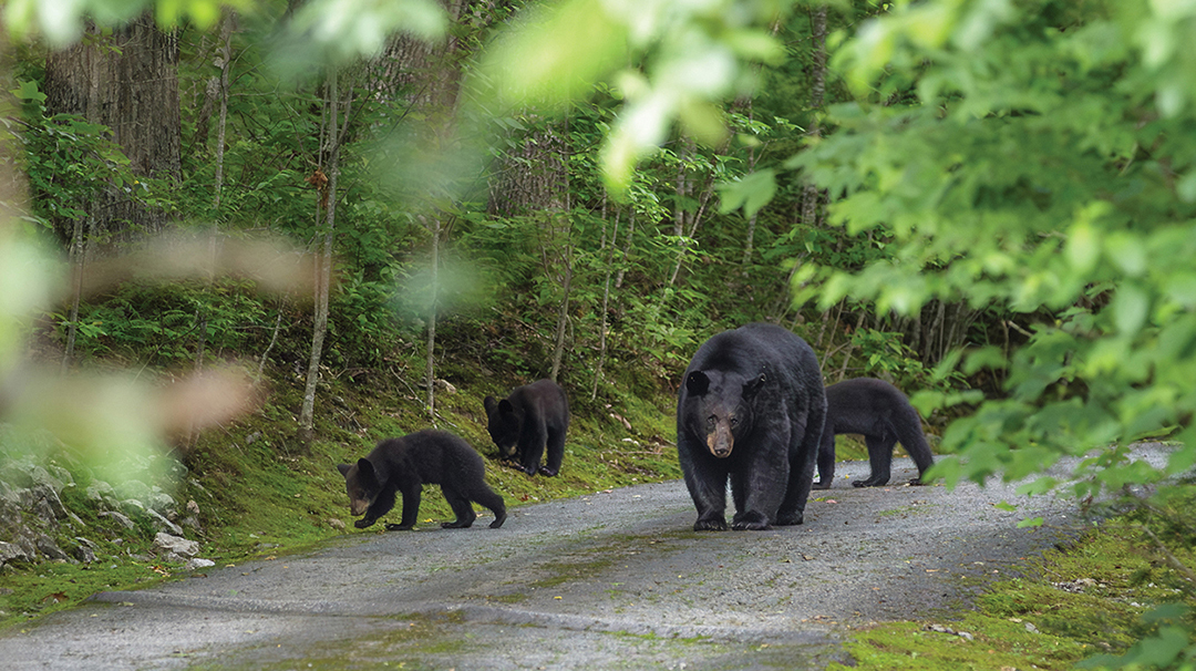 highlands-nc-bear-family-susan-renfro
