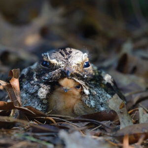 highlands-nc-bird-alliance-Whippoorwill-leaves