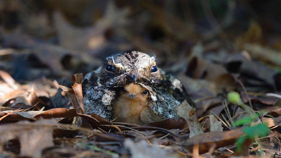 highlands-nc-bird-alliance-Whippoorwill-leaves
